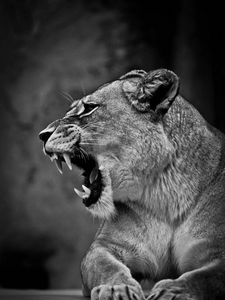 Preview wallpaper lion, lioness, grin, bw, predator, big cat