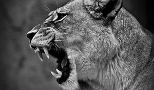 Preview wallpaper lion, lioness, grin, bw, predator, big cat