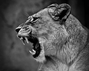 Preview wallpaper lion, lioness, grin, bw, predator, big cat