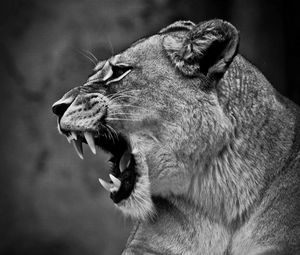 Preview wallpaper lion, lioness, grin, bw, predator, big cat