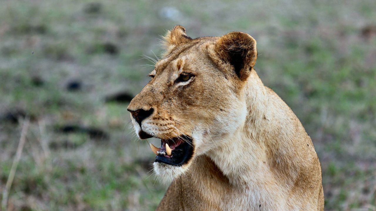 Wallpaper lion, lioness, grin, predator, wildlife