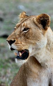 Preview wallpaper lion, lioness, grin, predator, wildlife