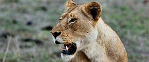 Preview wallpaper lion, lioness, grin, predator, wildlife