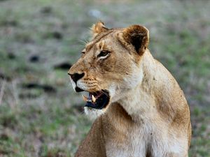 Preview wallpaper lion, lioness, grin, predator, wildlife