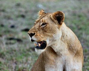 Preview wallpaper lion, lioness, grin, predator, wildlife