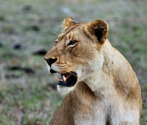 Preview wallpaper lion, lioness, grin, predator, wildlife