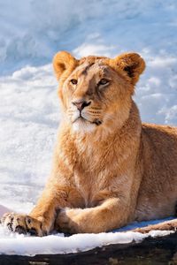 Preview wallpaper lion, lioness, lie, snow