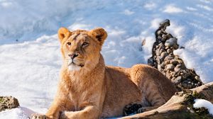 Preview wallpaper lion, lioness, lie, snow