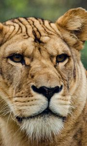 Preview wallpaper lion, lioness, look, predator