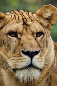 Preview wallpaper lion, lioness, look, predator