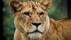 Preview wallpaper lion, lioness, look, predator