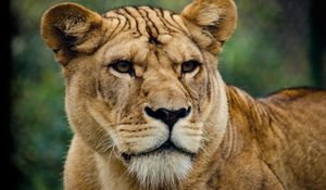 Preview wallpaper lion, lioness, look, predator