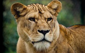 Preview wallpaper lion, lioness, look, predator