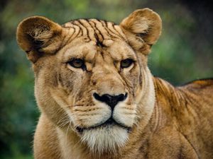 Preview wallpaper lion, lioness, look, predator