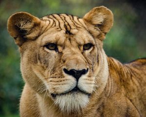 Preview wallpaper lion, lioness, look, predator