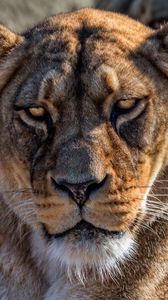 Preview wallpaper lion, lioness, look, calmness, predator