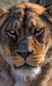 Preview wallpaper lion, lioness, look, calmness, predator