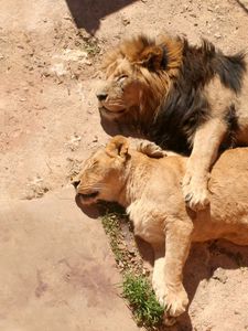 Preview wallpaper lion, lioness, lying, hugging, caring, family, sleep, rest