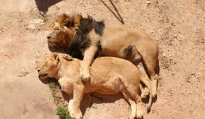 Preview wallpaper lion, lioness, lying, hugging, caring, family, sleep, rest