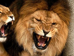 Preview wallpaper lion, lioness, mane, teeth, anger, aggression