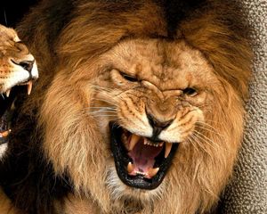 Preview wallpaper lion, lioness, mane, teeth, anger, aggression