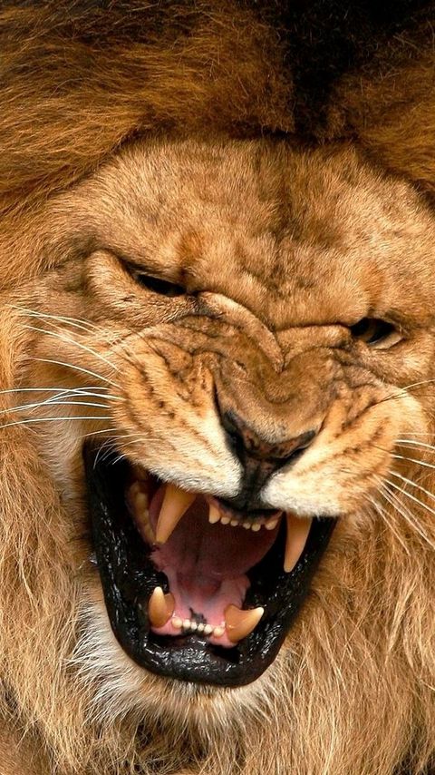 Download wallpaper 480x854 lion, lioness, mane, teeth, anger 