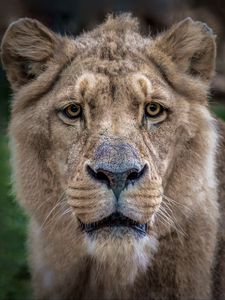 Preview wallpaper lion, lioness, muzzle, predator, look