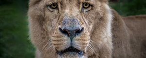 Preview wallpaper lion, lioness, muzzle, predator, look
