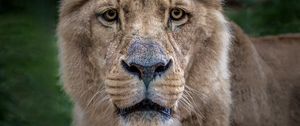 Preview wallpaper lion, lioness, muzzle, predator, look