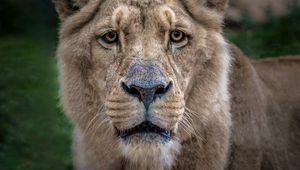 Preview wallpaper lion, lioness, muzzle, predator, look