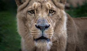 Preview wallpaper lion, lioness, muzzle, predator, look
