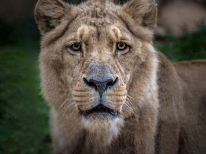 Preview wallpaper lion, lioness, muzzle, predator, look