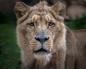 Preview wallpaper lion, lioness, muzzle, predator, look