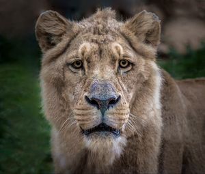 Preview wallpaper lion, lioness, muzzle, predator, look