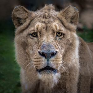 Preview wallpaper lion, lioness, muzzle, predator, look