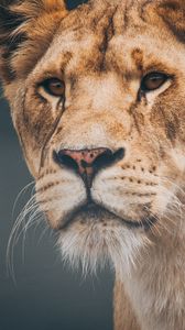 Preview wallpaper lion, lioness, muzzle, predator