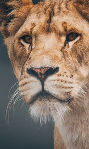 Preview wallpaper lion, lioness, muzzle, predator