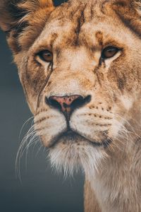 Preview wallpaper lion, lioness, muzzle, predator