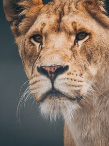 Preview wallpaper lion, lioness, muzzle, predator