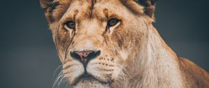 Preview wallpaper lion, lioness, muzzle, predator