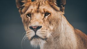 Preview wallpaper lion, lioness, muzzle, predator