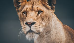 Preview wallpaper lion, lioness, muzzle, predator