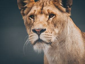 Preview wallpaper lion, lioness, muzzle, predator