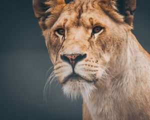 Preview wallpaper lion, lioness, muzzle, predator
