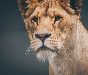 Preview wallpaper lion, lioness, muzzle, predator