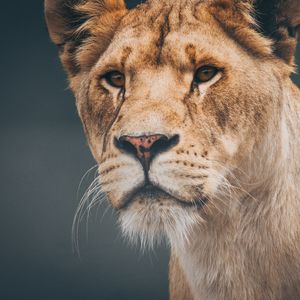 Preview wallpaper lion, lioness, muzzle, predator