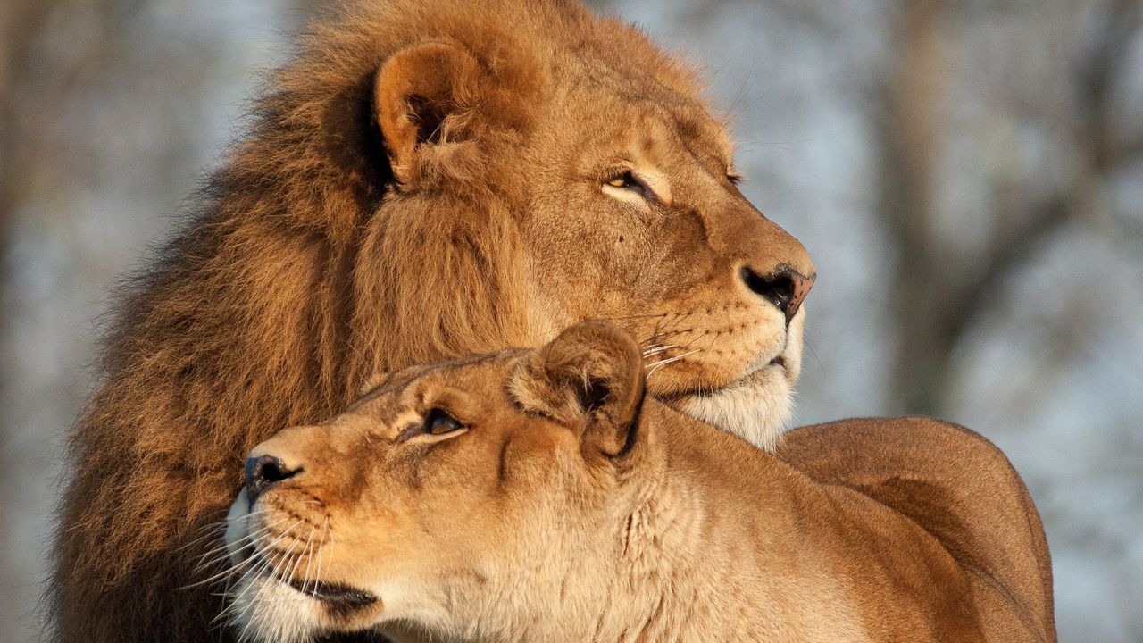 Wallpaper lion, lioness, predator, tenderness