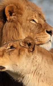 Preview wallpaper lion, lioness, predator, tenderness