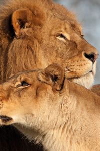 Preview wallpaper lion, lioness, predator, tenderness