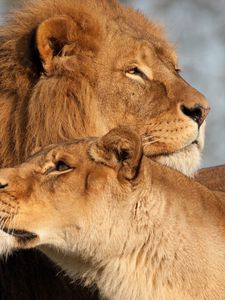 Preview wallpaper lion, lioness, predator, tenderness